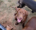 Puppy Sherman Dogue de Bordeaux-Labrador Retriever Mix