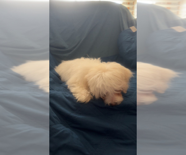 Medium Photo #13 Maltipoo (Miniature) Puppy For Sale in HIGH POINT, NC, USA