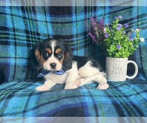 Cavalier King Charles Spaniel Puppy for sale in LAKELAND, FL, USA