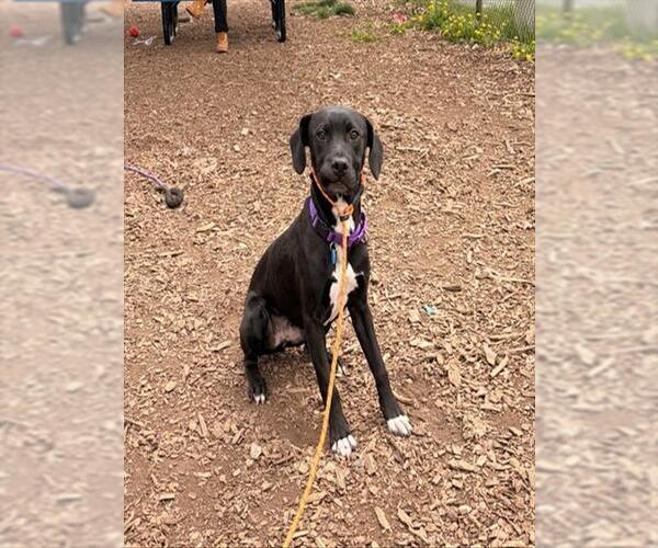 Medium Photo #1 Labrador Retriever-Unknown Mix Puppy For Sale in Waterford, VA, USA
