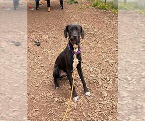 Labrador Retriever-Unknown Mix Dogs for adoption in Waterford, VA, USA