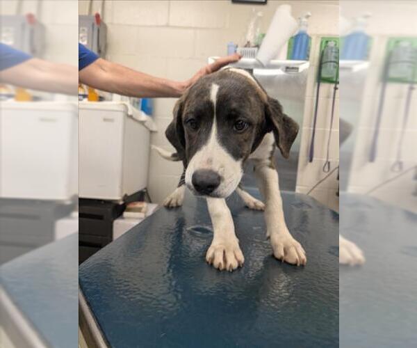 Medium Photo #1 Beagle-Unknown Mix Puppy For Sale in Mobile, AL, USA