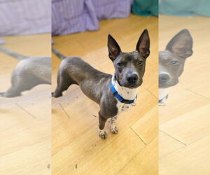 Mutt Dogs for adoption in Rockaway, NJ, USA