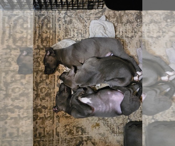 Medium Photo #8 Irish Dane Puppy For Sale in SPRINGFIELD, MO, USA