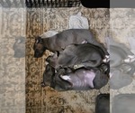 Small #7 Irish Dane