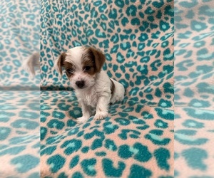 Yorkshire Terrier Puppy for sale in NORMANGEE, TX, USA