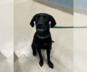 Labrador Retriever-Unknown Mix Dogs for adoption in Woodbury, NY, USA