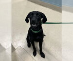 Small Labrador Retriever Mix