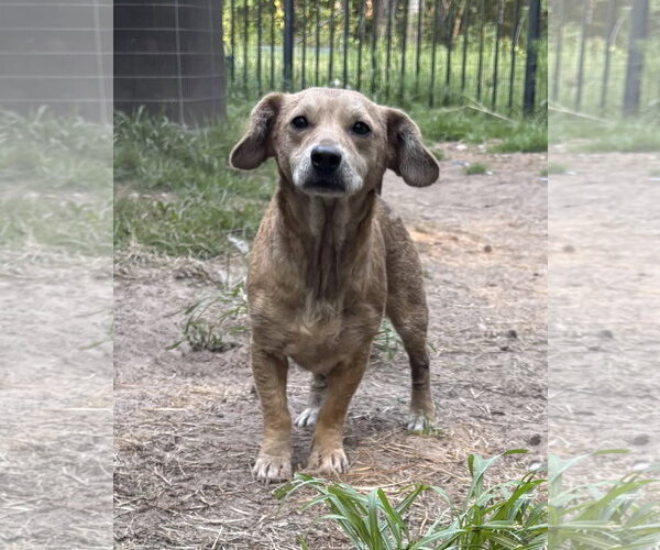 Medium Photo #2 Dachshund-Unknown Mix Puppy For Sale in Mount Pleasant, SC, USA