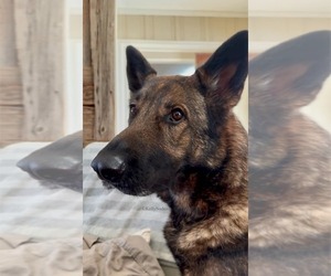 Father of the German Malinois puppies born on 01/31/2026