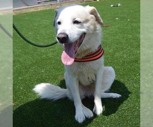 Great Pyrenees-Unknown Mix Dogs for adoption in Murfreesboro, TN, USA