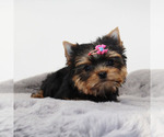 Small #4 Yorkshire Terrier