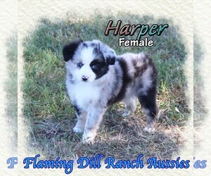 Miniature Australian Shepherd Puppy for sale in FORESTBURG, TX, USA