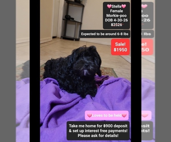 Medium Photo #1 Morkie Poo (Toy) Puppy For Sale in TUCSON, AZ, USA