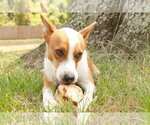Small Photo #14 Australian Kelpie-Basenji Mix Puppy For Sale in Houston, TX, USA