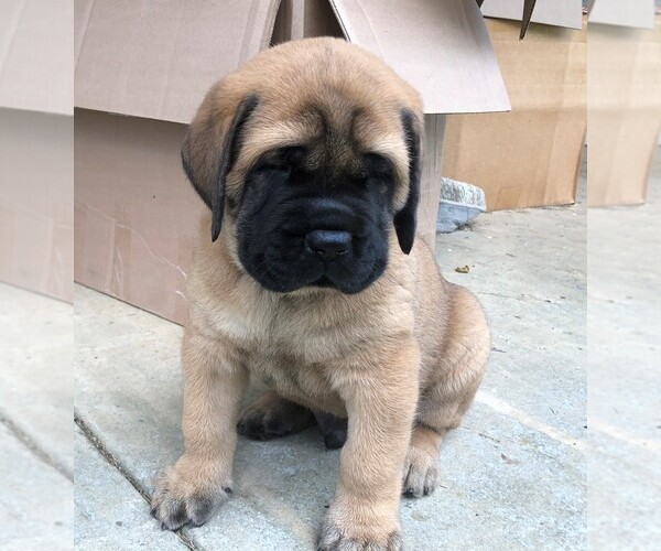 Medium Photo #3 Mastiff Puppy For Sale in STUARTS DRAFT, VA, USA