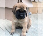 Small Photo #3 Mastiff Puppy For Sale in STUARTS DRAFT, VA, USA