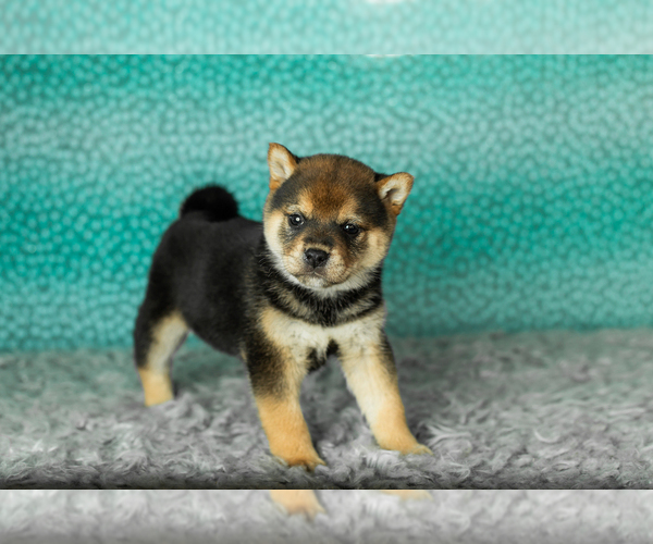 Medium Photo #17 Shiba Inu Puppy For Sale in MILLERSBURG, IN, USA
