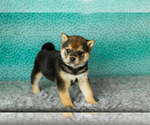 Puppy Amber Shiba Inu