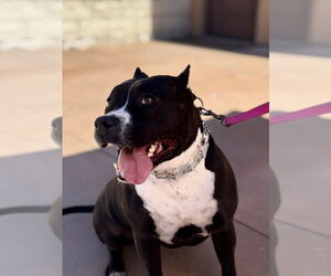 Rosie - Adopt Me! - Female American Staffordshire Terrier-Unknown Mix Dog for Adoption - Photo #14