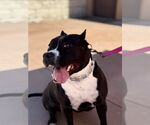 Small Photo #14 American Staffordshire Terrier-Unknown Mix Puppy For Sale in Lake Forest, CA, USA