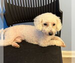 Small #1 Poodle (Miniature) Mix