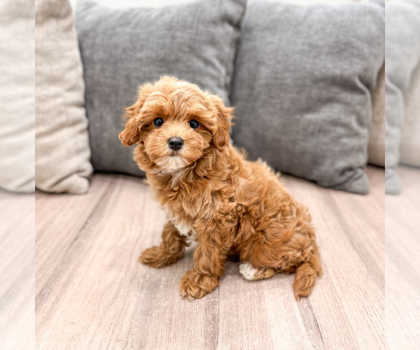 Medium Photo #1 Cavapoo (Standard) Puppy For Sale in DUNDEE, OH, USA
