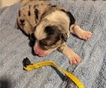 Small Photo #6 Australian Shepherd Puppy For Sale in SYLVA, NC, USA