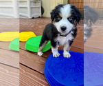 Small Photo #6 Miniature Australian Shepherd Puppy For Sale in CRESTLINE, CA, USA