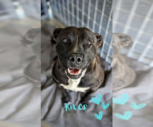 Medium Photo #8 Mutt Puppy For Sale in Monte Vista, CO, USA