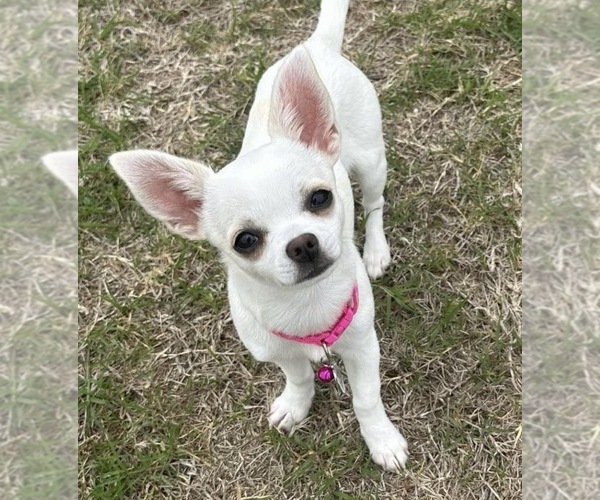 Medium Photo #8 Chihuahua Puppy For Sale in ALLEN, TX, USA