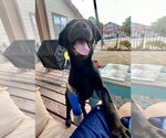Small #5 Labrador Retriever Mix