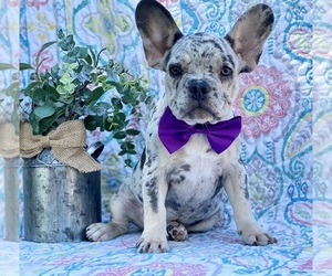French Bulldog Puppy for sale in LANCASTER, PA, USA