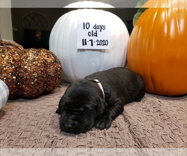 Medium Photo #2 Labrador Retriever Puppy For Sale in KATHLEEN, GA, USA