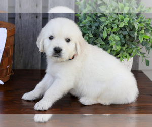 Medium English Cream Golden Retriever