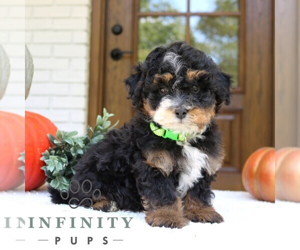 Medium Photo #3 Bernedoodle (Miniature) Puppy For Sale in PARADISE, PA, USA
