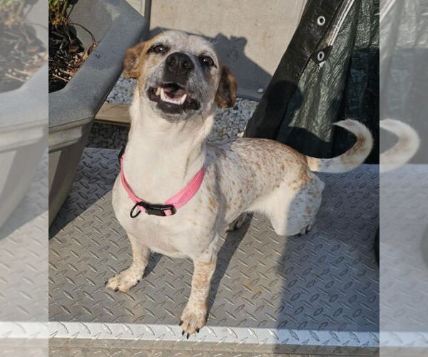 Medium Photo #8 Jack Russell Terrier Puppy For Sale in Oakhurst, NJ, USA