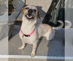Small Photo #8 Jack Russell Terrier Puppy For Sale in Oakhurst, NJ, USA