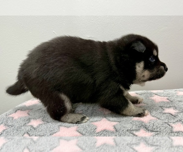 Medium Photo #23 Pomsky-Shiba Inu Mix Puppy For Sale in NASHUA, NH, USA