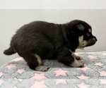 Small Photo #23 Pomsky-Shiba Inu Mix Puppy For Sale in NASHUA, NH, USA