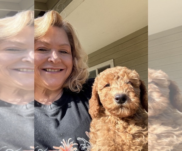Medium Photo #1 Goldendoodle (Miniature) Puppy For Sale in LOOMIS, CA, USA