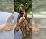 Puppy Purple collar Doberman Pinscher