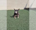 Small #5 Chihuahua Mix