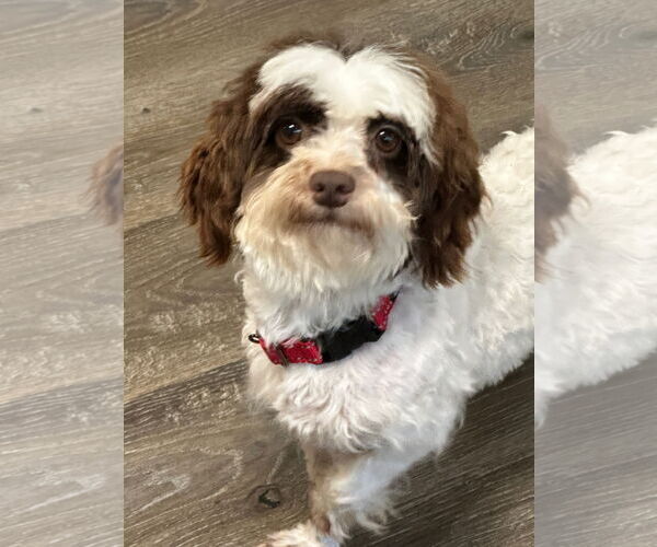 Medium Photo #3 Havanese Puppy For Sale in Fort Wayne, IN, USA