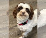Small #2 Havanese
