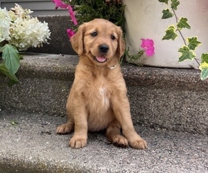 Golden Retriever Puppy for sale in THORP, WI, USA