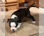 Small Photo #26 Boston Terrier Puppy For Sale in MONTVILLE, OH, USA