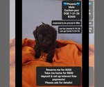 Image preview for Ad Listing. Nickname: Phoenix