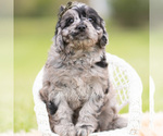 Small Photo #3 Cavapoo (Miniature) Puppy For Sale in WARSAW, IN, USA