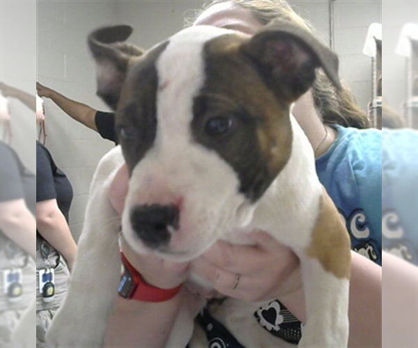 Medium Photo #1 American Pit Bull Terrier-Unknown Mix Puppy For Sale in Pasadena, TX, USA